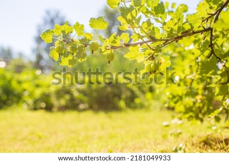 Green gooseberry. Garden fruit bush. Beautiful natural countryside landscape with strong blurry background.