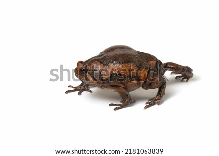 Banded bullfrog (Kaloula pulchra) closeup face on white background,  Kaloula pulchra toad  moving, Indonesian toad closeup