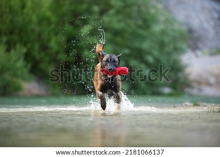 Beautiful purebred male belgian malinois shepherd dog running in the lake water with a red toy in his mouth. Royalty-Free Stock Photo #2181066137