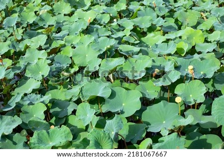 Lotus leaves background, Waterlily pond
