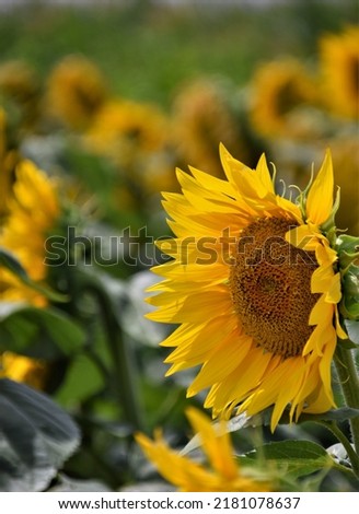 sunflower in the field, macro