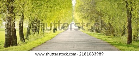 An empty alley (single lane rural road) through the green deciduous trees. Latvia. Spring landscape. Bicycle, sport, nordic walking concepts Royalty-Free Stock Photo #2181083989