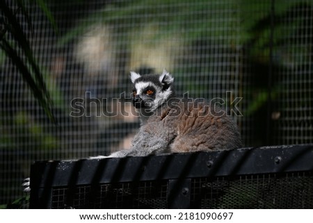 Images of lemurs taken at Currumbin Wildlife Sanctuary, Queensland Australia Royalty-Free Stock Photo #2181090697