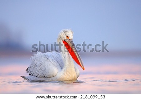 The Dalmatian pelican (Pelecanus crispus) Royalty-Free Stock Photo #2181099153