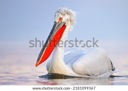 The Dalmatian pelican (Pelecanus crispus) Royalty-Free Stock Photo #2181099367