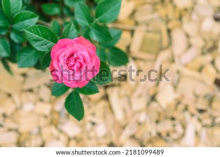 Close up Pink Rose flower on blur background.