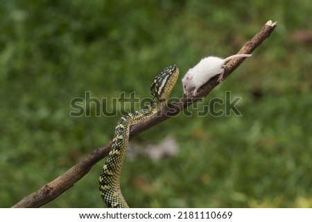 Snake play  with mouse in  branch