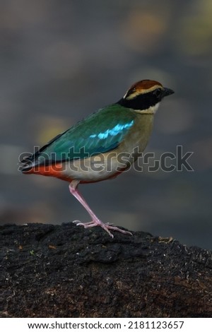 A beautiful colorful bird perched on a moss log in the morning sunlight. Fairy pitta.