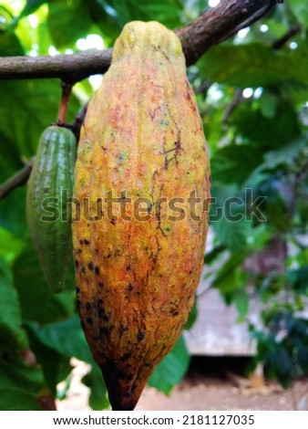 Cocoa is a type of plantation plant that is very popular with its processed fruit. Chocolate is a product made from cocoa beans.