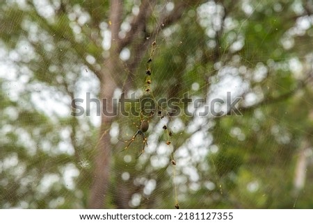 Golden silk orb-weaver Orb spider. Pictured in natural environment in Queensland, Australia. 