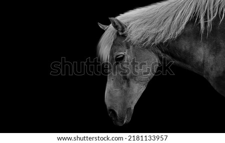 Cute Sad Horse Portrait In The Dark Background