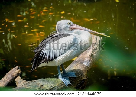 a australian pelican (Pelecanus conspicillatus) is standing on a fallen tree in a river with lots of fish.
