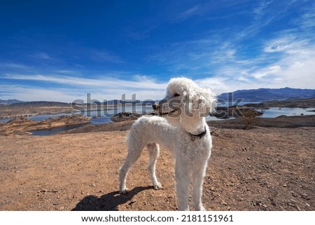 White Standard Poodle standing in from of large lake in desert Royalty-Free Stock Photo #2181151961