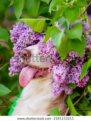 Dog breed border collie with blue eyes with a wreath of lilac flowers on his head sticking out his tongue looking up on a walk in the garden