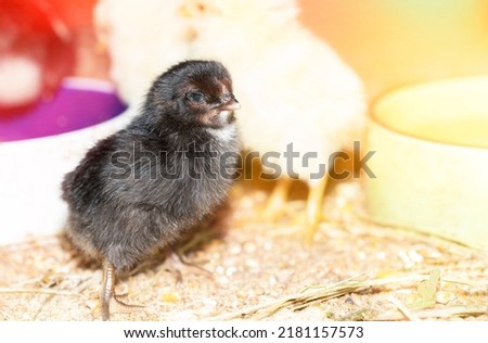 One day old rare breed of chicken on small farm.Little black easter chick surrounded by yellow ones.Close farm, temperature and light control. Poultry organic farming.Chicken breeding business Royalty-Free Stock Photo #2181157573