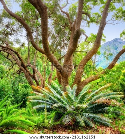 Flowers, plants and trees in Kirstenbosch Botanical Gardens in Cape Town, South Africa. Landscape view of a beautiful and unique tree growing with greenery and vegetation in a popular tourist city Royalty-Free Stock Photo #2181162151