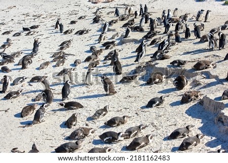 Group of black footed penguins at Boulders Beach, South Africa gathered on a sandy shore. Colony of endangered jackass or cape penguins from the spheniscus demersus species in their natural habitat