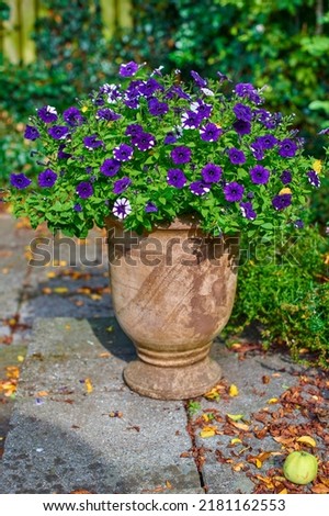 Flower pot with purple large white petunias growing in a backyard or home garden in autumn on a patio. Beautiful flowering plant blooming in a yard outdoors. Lush plants and fallen leaves outside