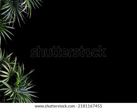 Green leaf pattern background of Thailand lady palm tree.