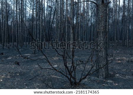 Charred bush and Scots pine after a fire in the Sierra de la Culebra, Zamora, Spain.