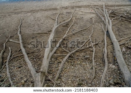 Fallen trees on the river bank
