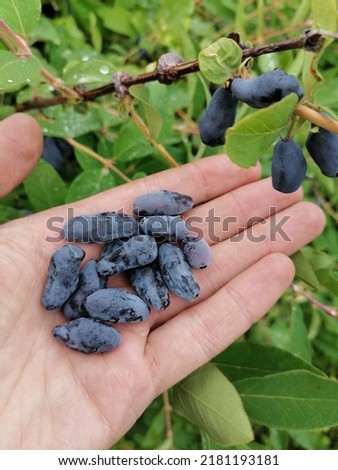 Te no blue ripe honeysuckle berries hanging on a branch in the garden or in the wild Royalty-Free Stock Photo #2181193181