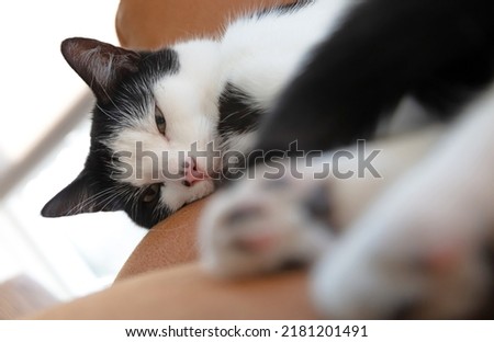 Black and white cat sleeping on a chair