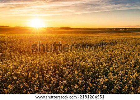 Agricultural flowering rapeseed field at sunset or sunrise. Rural landscape. Royalty-Free Stock Photo #2181204551