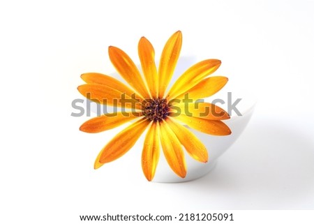 Golden African daisy on white background