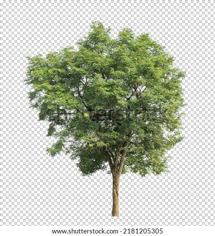 Tree on transparent picture background with clipping path and alpha channel