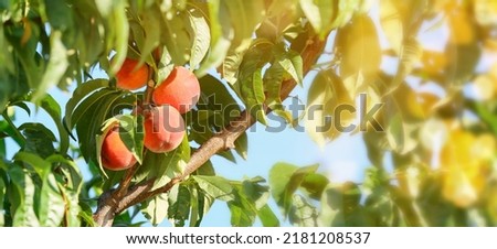 Branch with ripe peaches in garden on summer day