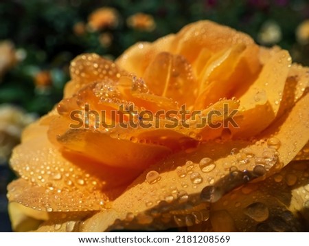 Close-up of golden yellow rose 'Goldtopas' (Gold Topaz) covered with water droplets. Rose with dark green leaves and clusters of double, yellow flowers during summer