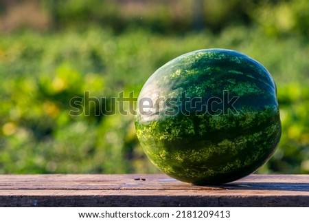 Delicious refreshing watermelon on the outdoors wooden  table, GREEN  natural background  Slice sunny day, Heap,  Fresh ripe red, leaf, summer sunny garden juicy organic  sweet fruit, vegan food