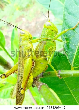 close up grasshooper mating on a branch isolated by blured green leafs.