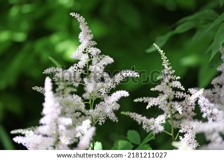 Astilbe chinensis 'Vision in White' in flower. Royalty-Free Stock Photo #2181211027