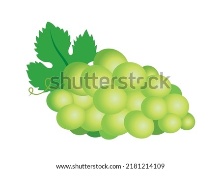 One green juicy ripe grape icon vector. White bunch wine grape icon vector isolated on a white background