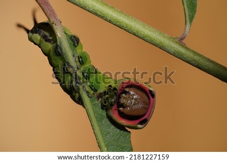 puss moth caterpillar ( Cerua vinula ) Royalty-Free Stock Photo #2181227159