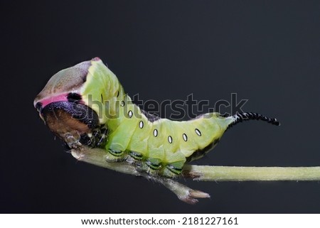 puss moth caterpillar ( Cerua vinula ) Royalty-Free Stock Photo #2181227161