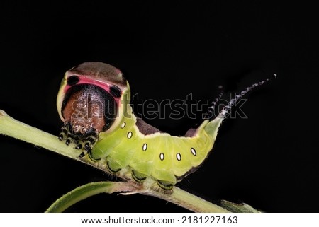 puss moth caterpillar ( Cerua vinula ) Royalty-Free Stock Photo #2181227163