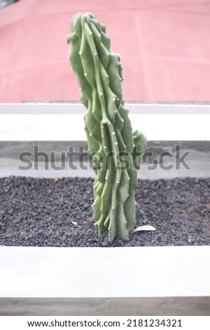 Cactus plants to decorate the room or tanaman kaktus di tanam sebagai tanaman hias di rumah terlihat menarik