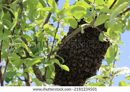Bees. Swarming on a branch of an apple tree. They collected the hive. Close-up. High quality photo. Copyspace