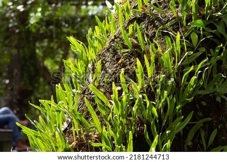 Epiphyte or parasitic plant on the trunk of a large tree in the tropical rain forest of Borneo Royalty-Free Stock Photo #2181244713