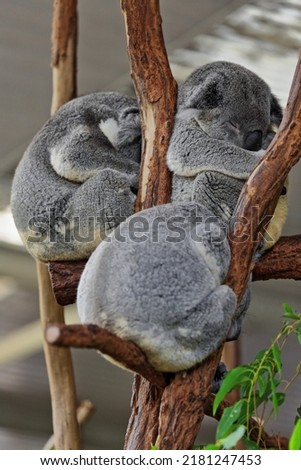 Group of three small gray fur koalas with yellowish belly sleeping after foraging while sitting on a rest place made of branches and branchlets of eucalyptus trees. Brisbane-Queensland-Australia. Royalty-Free Stock Photo #2181247453
