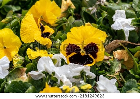 Vibrant yellow and black, white Viola Cornuta pansies flowers close-up with water drops. Floral background with blooming yellow heartsease pansy flowers with green leaves