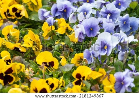 Vibrant yellow and blue Viola Cornuta pansies flowers close-up, flower bed with blooming colorful heartsease pansy flowers with green leaves