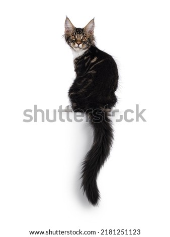 Expressive black tabby Maine Coon cat kitten, sitting backwards with tail hanging down from edge Looking curious over shoulder  towards camera. Isolated on a white background.