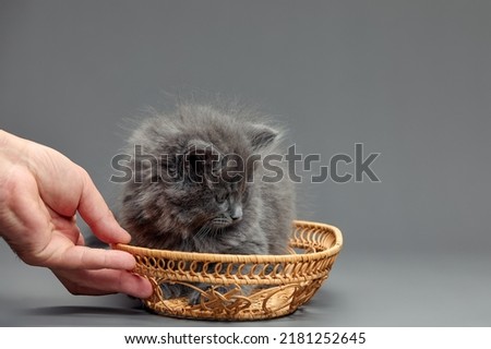 A fluffy gray kitten is sitting in a wicker basket. A small striped cat looks out of a basket on a gray background. Female hands holding a basket