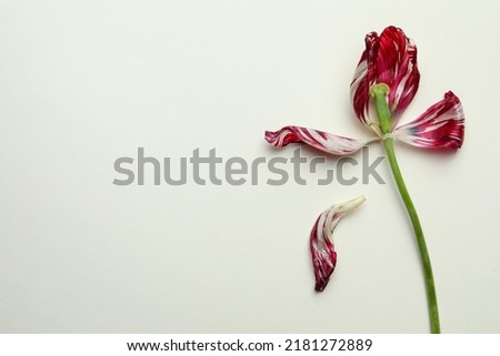 Red tulip on beige background, top view and space for text. Menopause concept Royalty-Free Stock Photo #2181272889