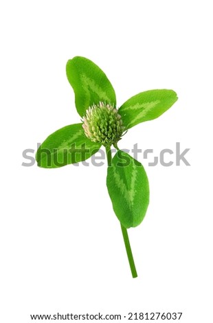 Clover flower with leaves close-up isolated on white background                               