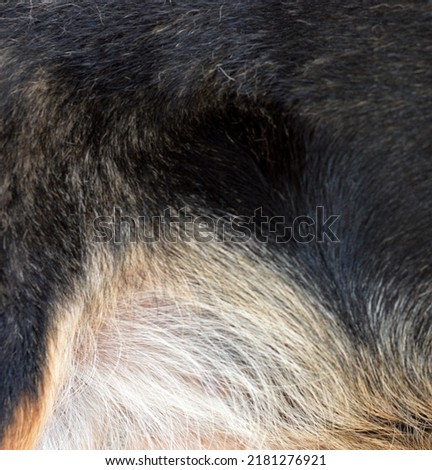 Dark brown dog fur hair macro. soft focus with blur. Texture of fur - fox - high resolution. Fur Natural, Animal Wildlife Concept and Style for Background. 